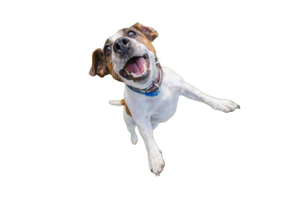 Perro feliz en La Casita de Bob